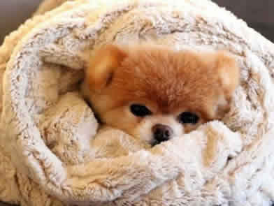 Cachorros sentem frio?