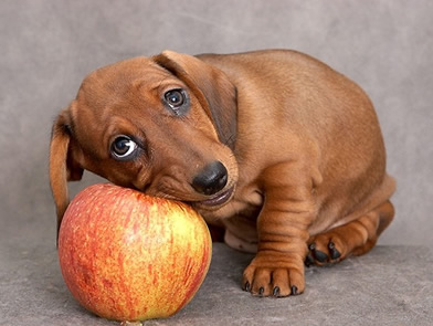 14 alimentos para cachorros que ajudam a prevenir câncer