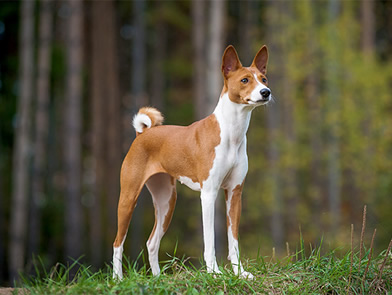 Basenji o cão mudo