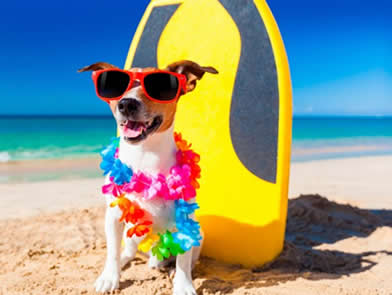 Cuidados com animais de estimação no verão