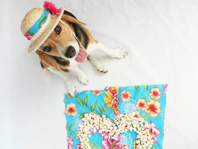 Dicas para levar seu cãozinho ou gatinho para a festa junina